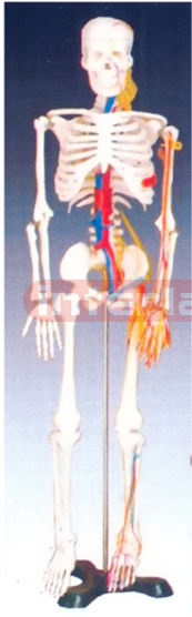 Medium Skeleton with nerves and blood vessels 85 cm tall